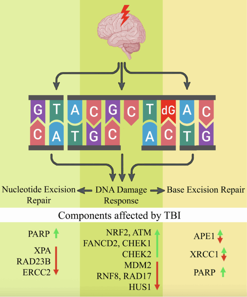 light impact on calcium signaling inhibiting DNA