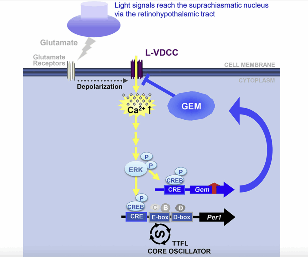 Ca signaling, energy transmission