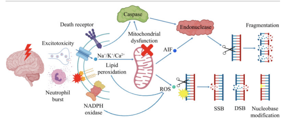 Light Signaling, Mechanical function, ROS, Mitochondrial Function, Genetic Function, Calcite, CaCO3, Ca2+, Calcium Signaling, Pineal Organ, Microcrystals, EMF, Antenna, Pineal Gland, Piezoelectric, Piezoelectric Transduction, Circadian Balance, Melatonin, Biologic Function, Level of Consciousness