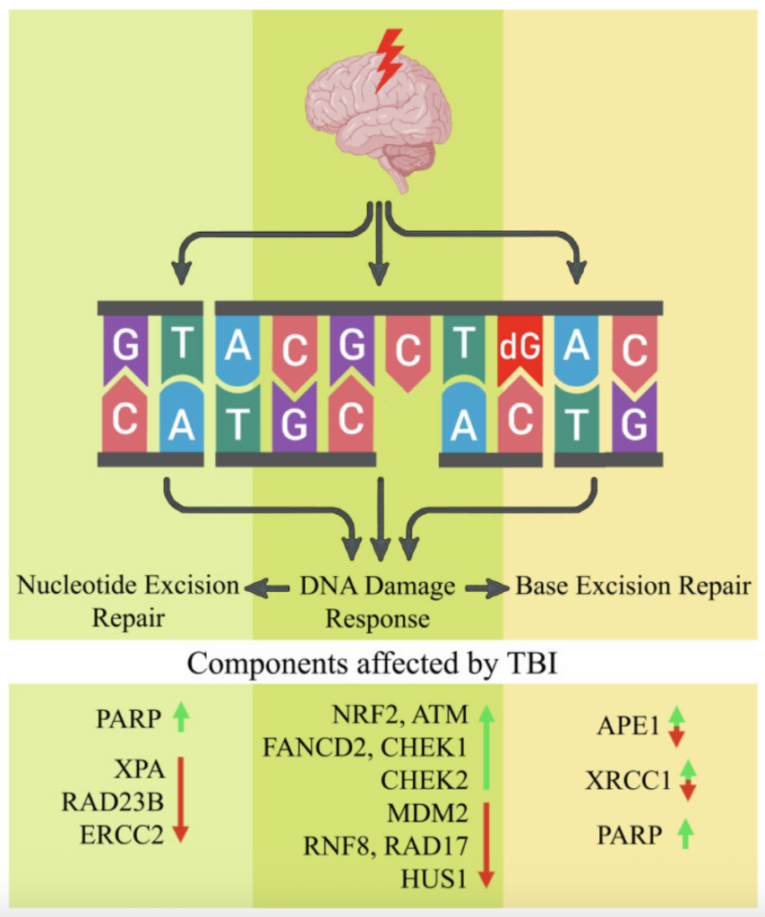 Light Signaling, Mechanical function, ROS, Mitochondrial Function, Genetic Function, Calcite, CaCO3, Ca2+, Calcium Signaling, Pineal Organ, Microcrystals, EMF, Antenna, Pineal Gland, Piezoelectric, Piezoelectric Transduction, Circadian Balance, Melatonin, Biologic Function, Level of Consciousness