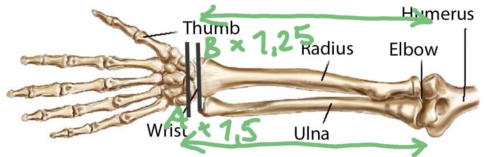 Cubit measurements Royal and Common