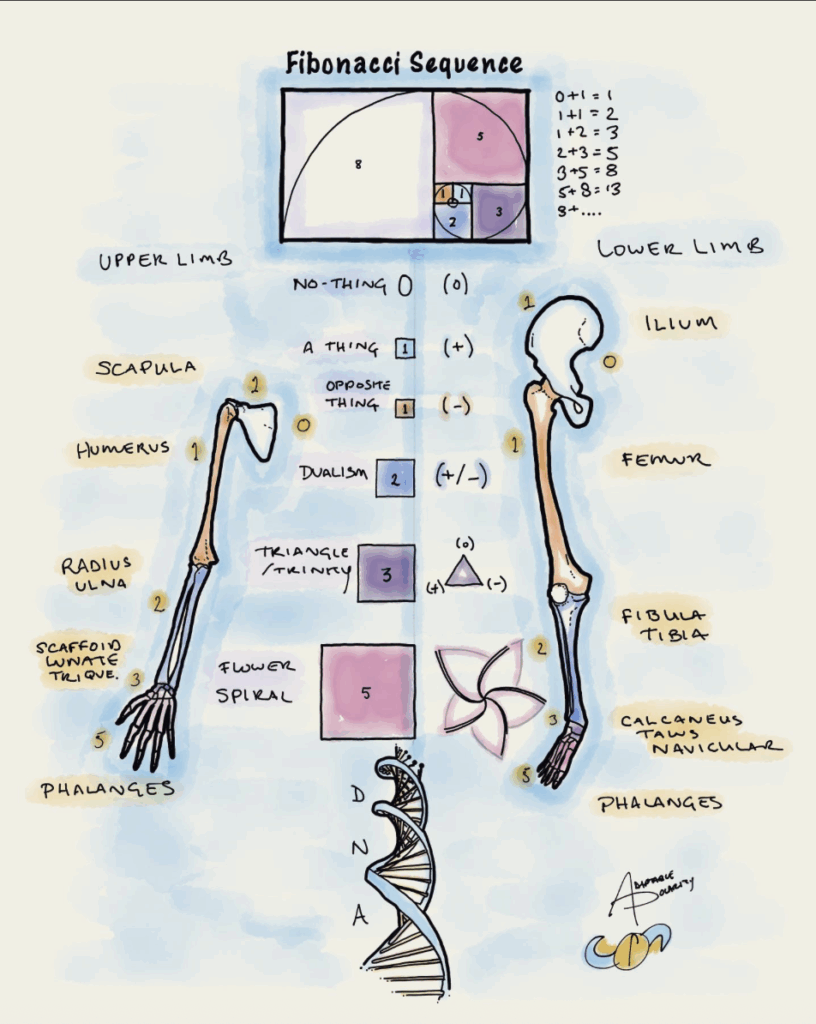 fibonacci anatomical structure