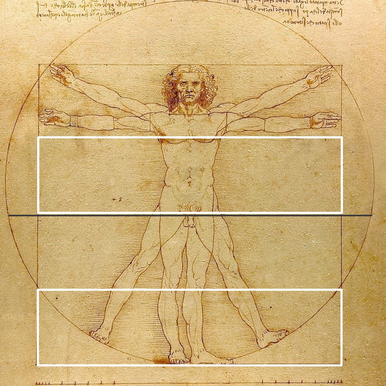 Leonardo da Vinci Zebra