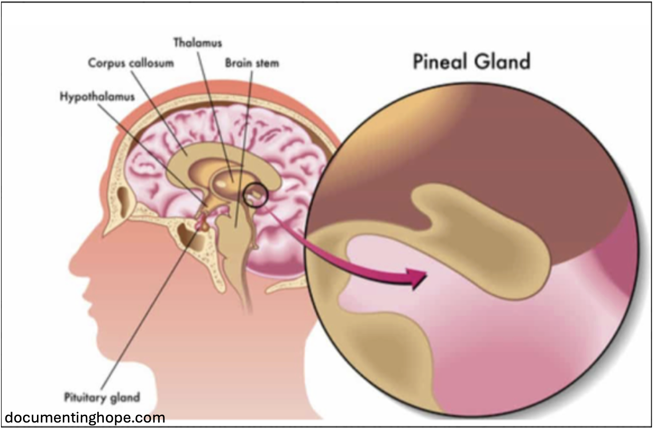 Light impact on hypothalamus and pineal