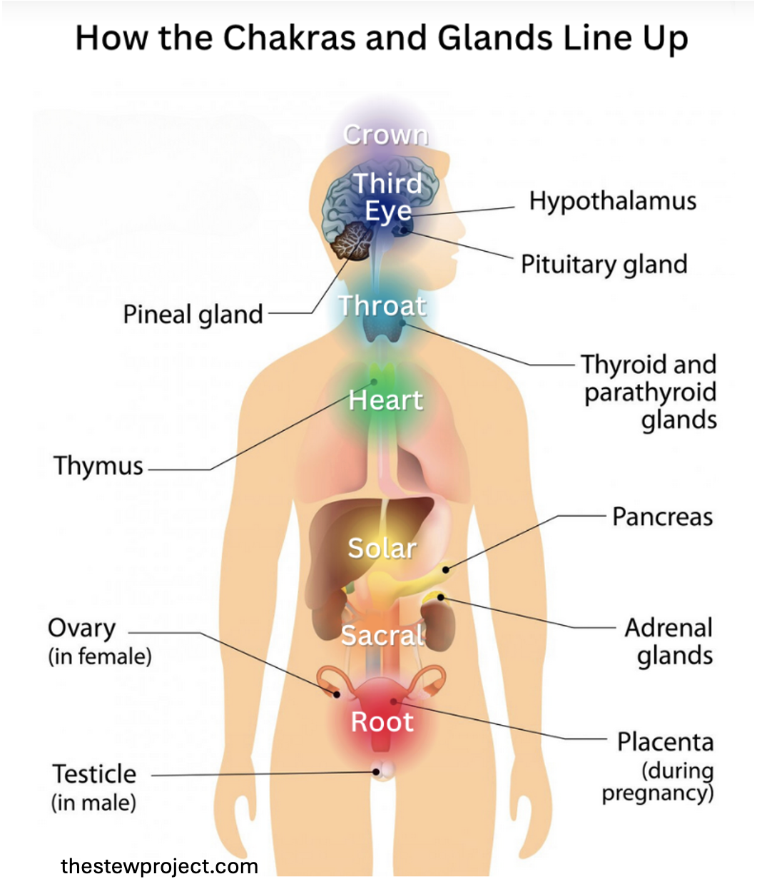 SCN Endocrine Function