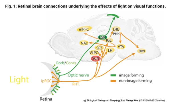Role of optical senses